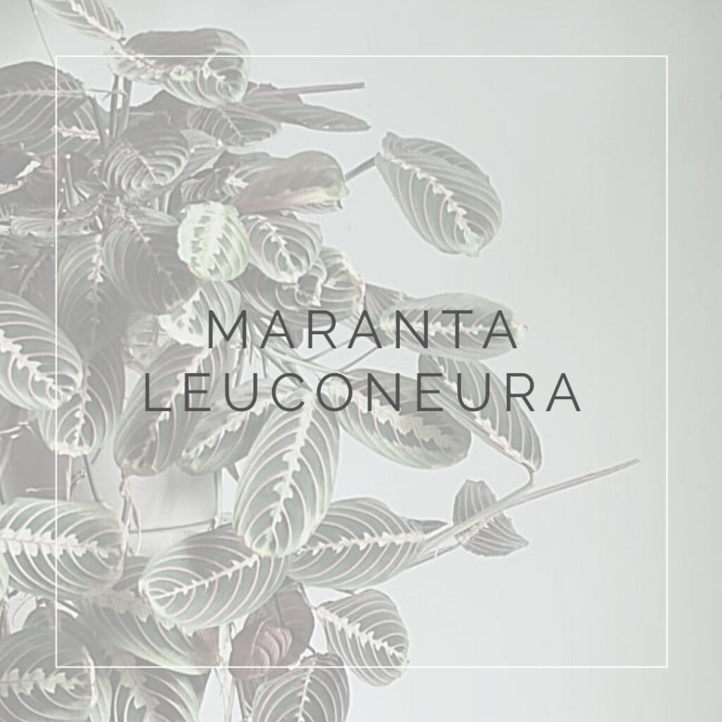 01. MARANTA - PLANT FOCUS