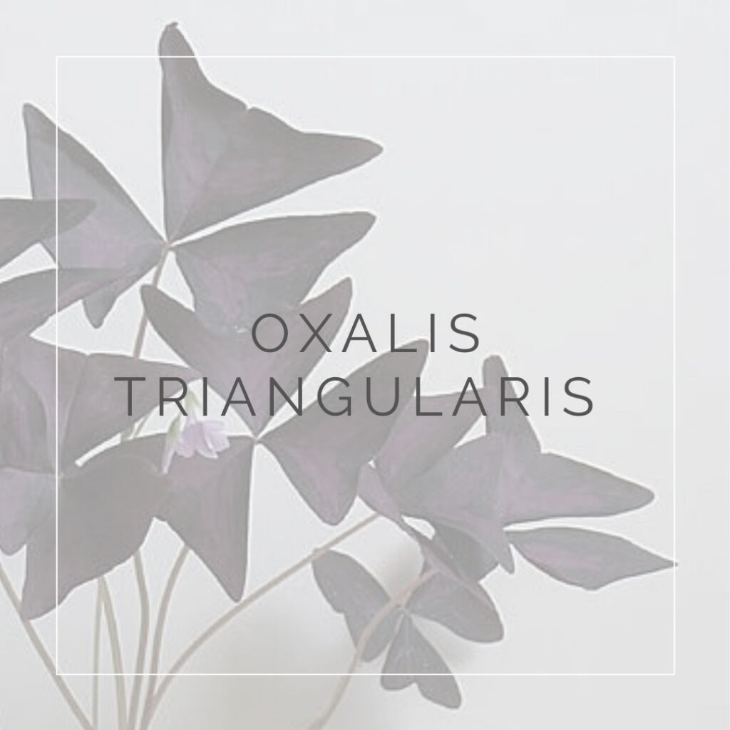 04. OXALIS - PLANT FOCUS