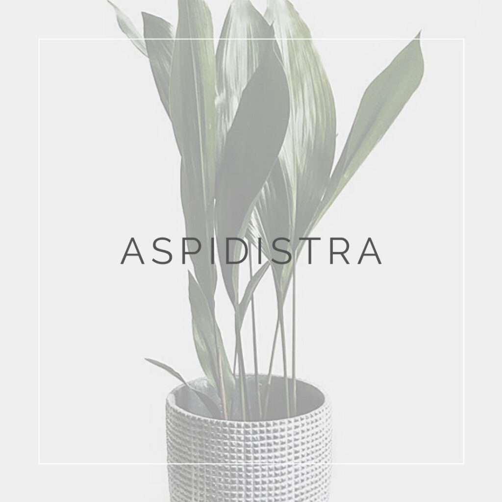 06. ASPIDISTRA - PLANT FOCUS