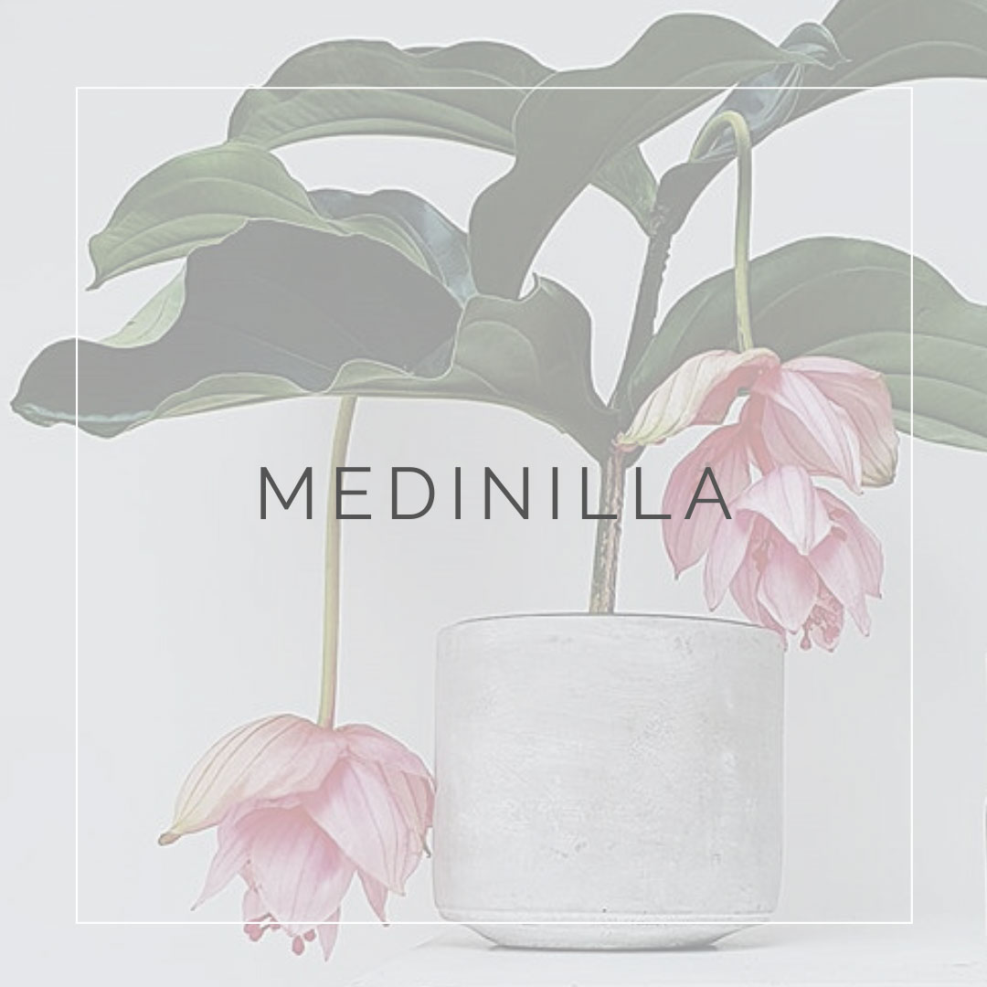 08. MEDINILLA - PLANT FOCUS