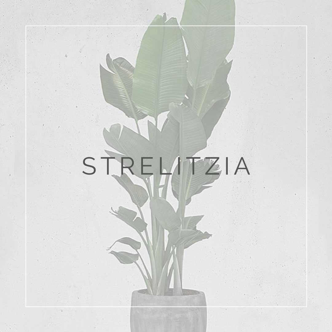 10. STRELITZIA - PLANT FOCUS