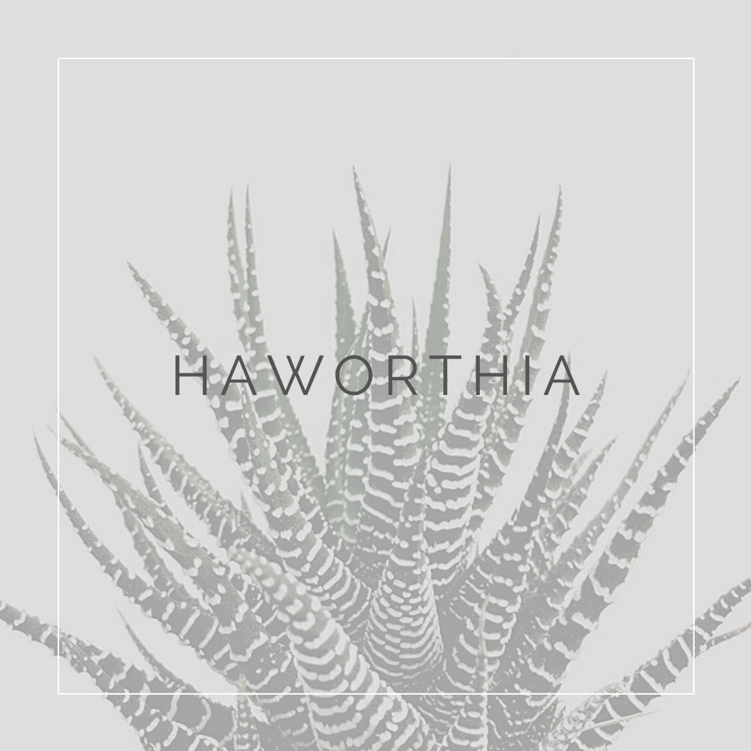 11. HAWORTHIA - PLANT FOCUS