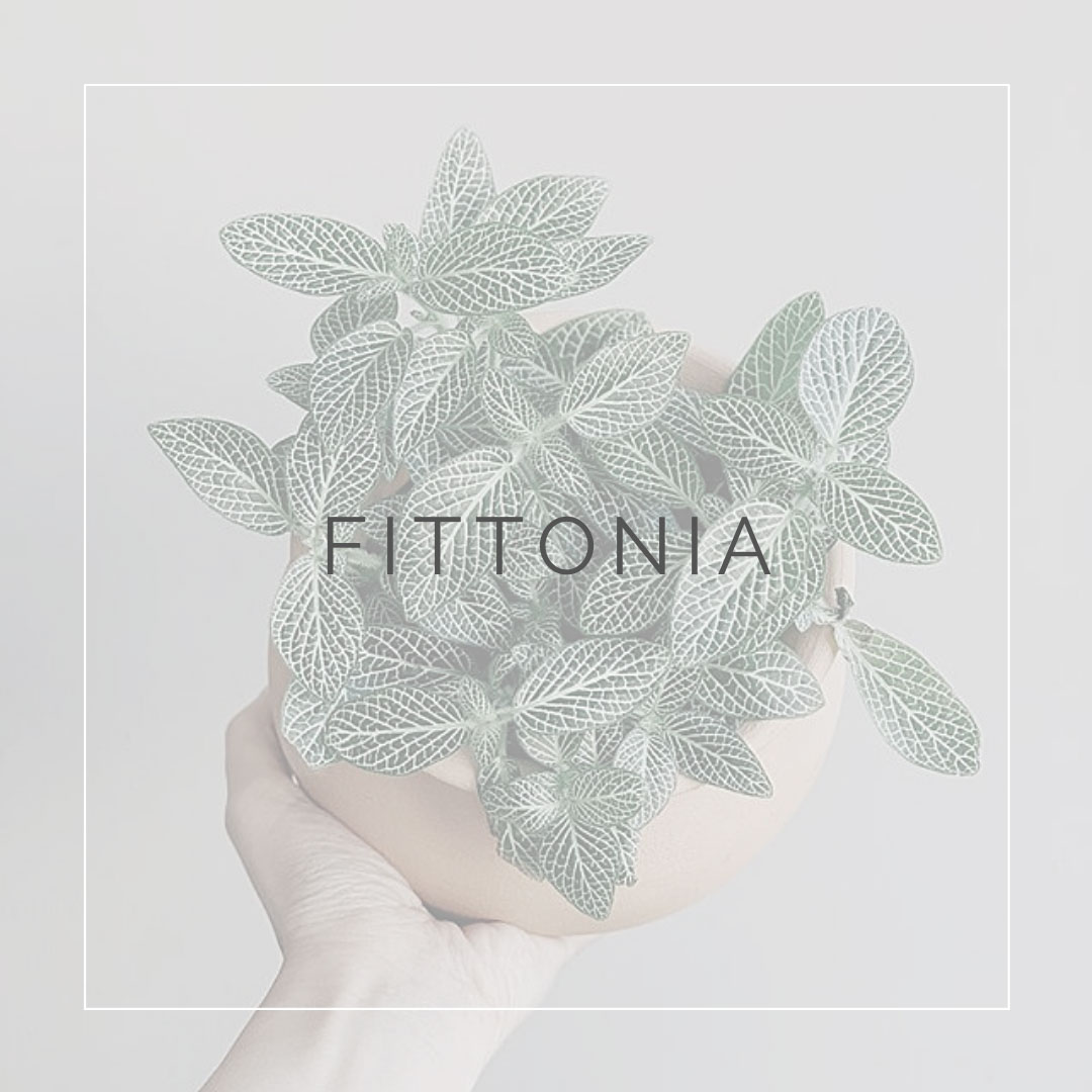 12. FITTONIA - PLANT FOCUS