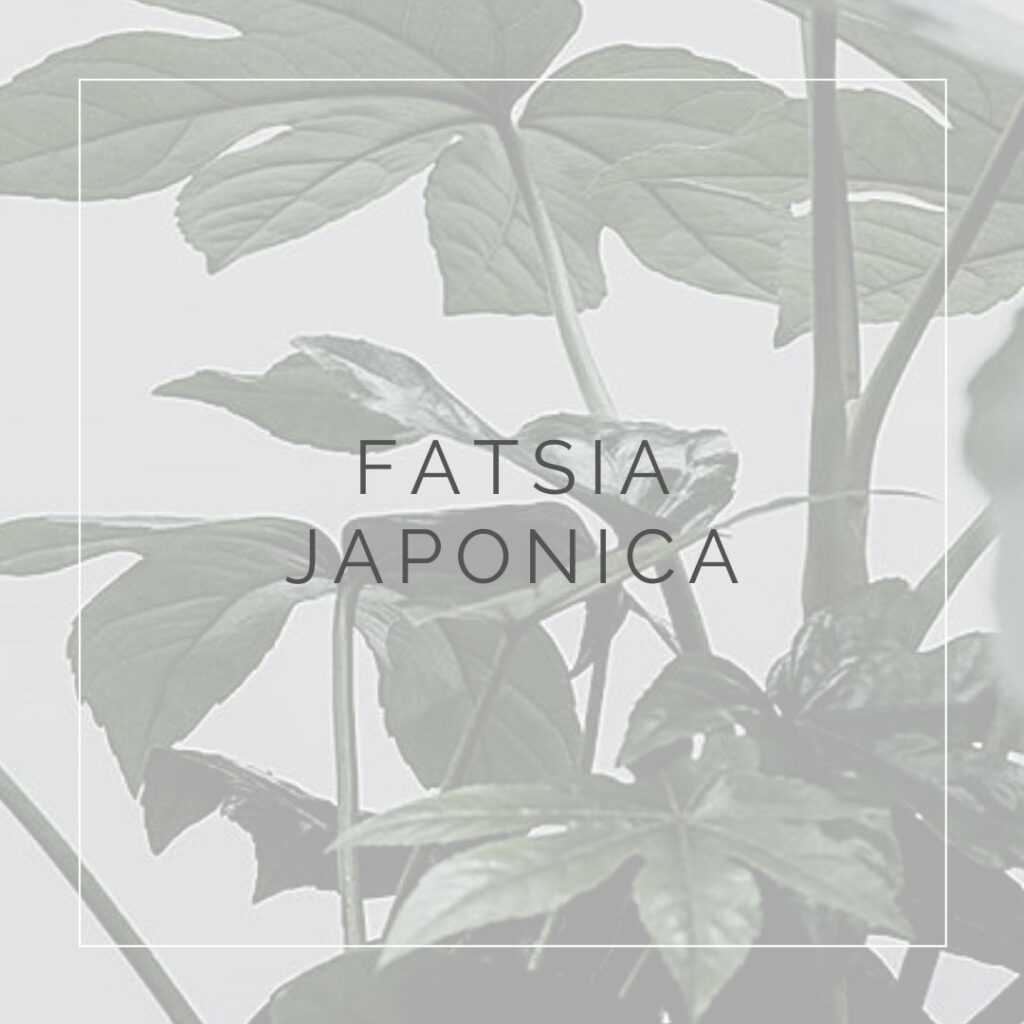 13. FATSIA JAPONICA - PLANT FOCUS