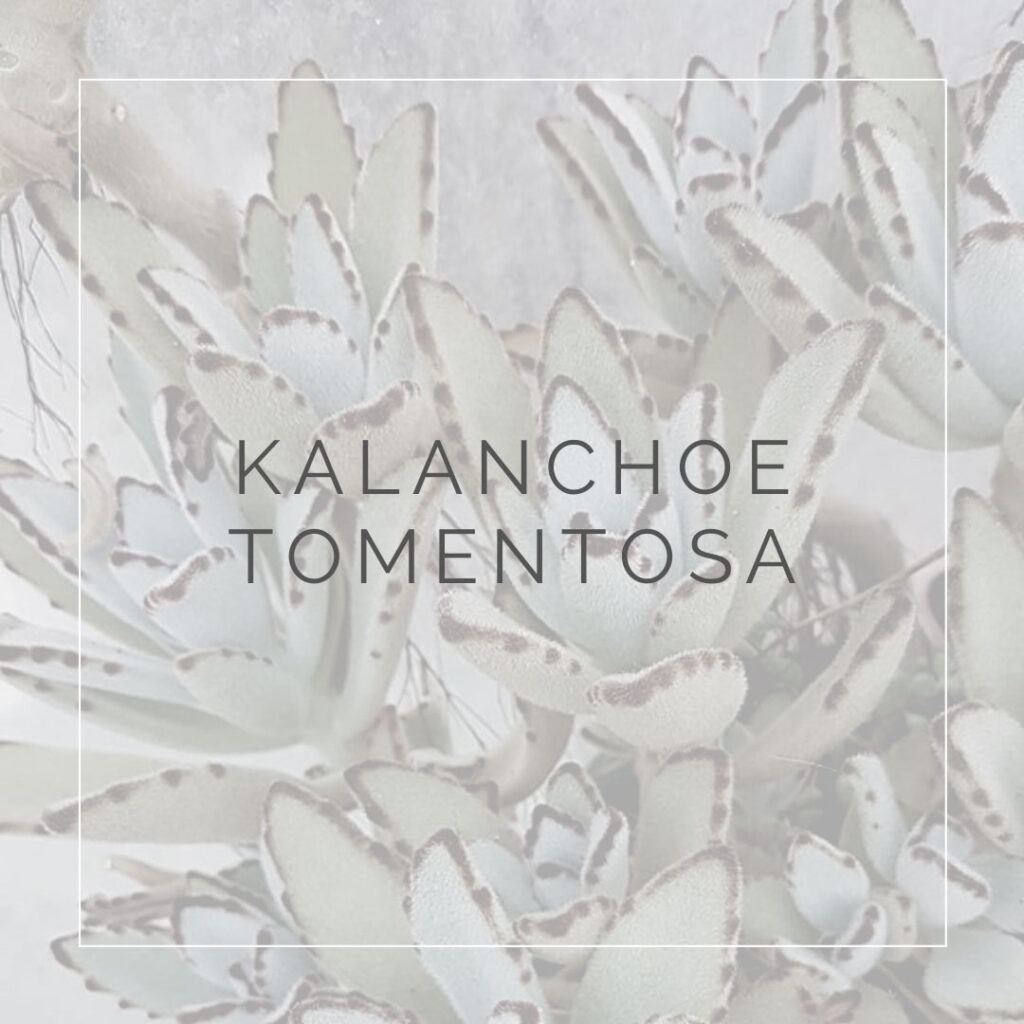 14. KALANCHOE TOMENTOSA - PLANT FOCUS