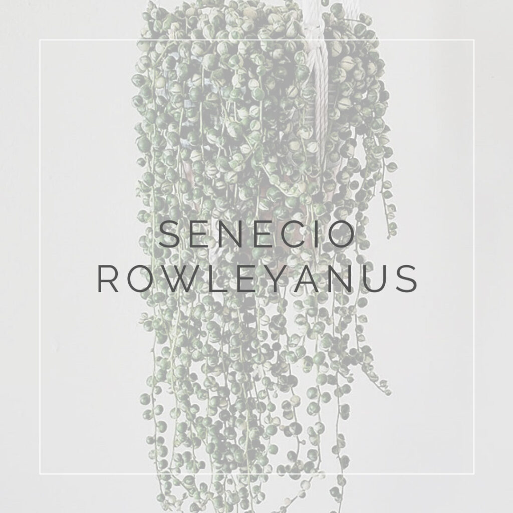 15. SENECIO ROWLEYANUS - PLANT FOCUS