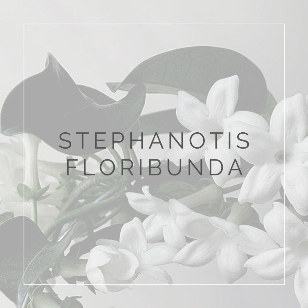 16. STEPHANOTIS FLORIBUNDA - PLANT FOCUS