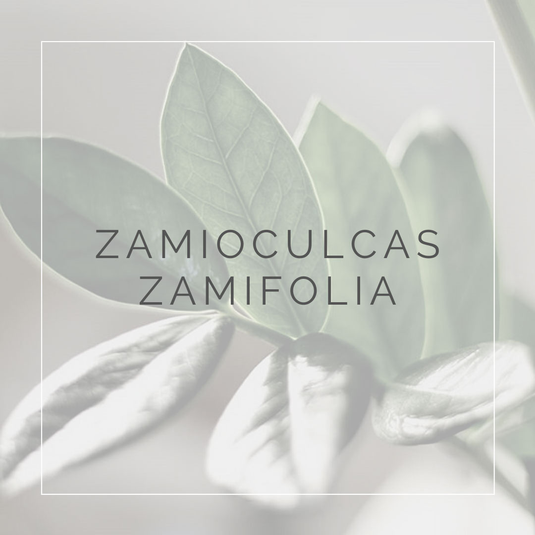 17. ZAMIOCULCAS ZAMIFOLIA - PLANT FOCUS