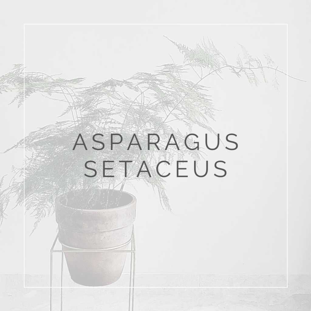 ASPARAGUS SETACEUS_I Giardini di Ellis