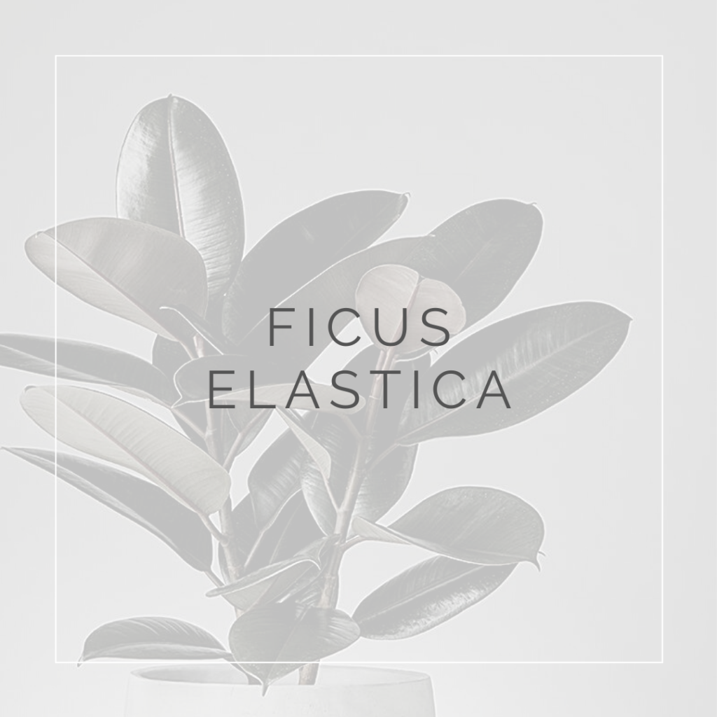 26. FICUS ELASTICA - PLANT FOCUS