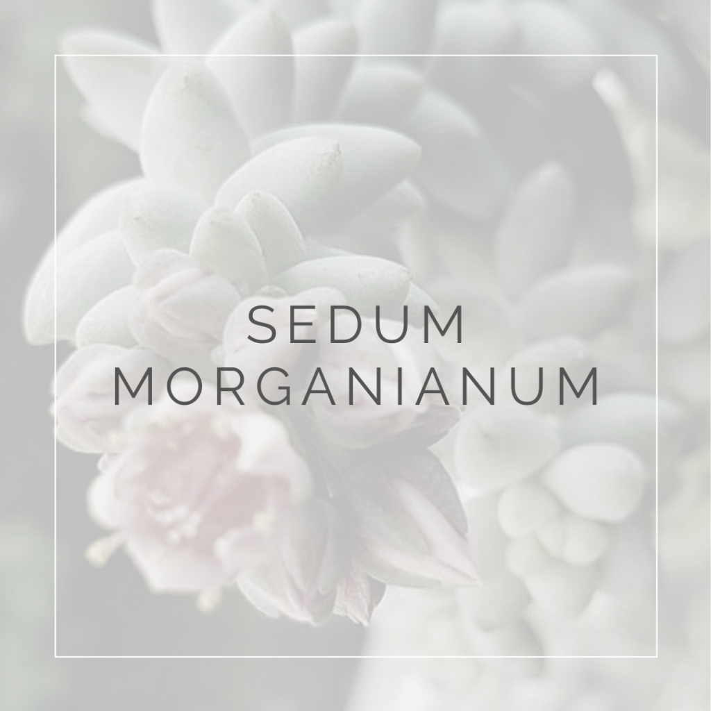 24. SEDUM MORGANIANUM - PLANT FOCUS