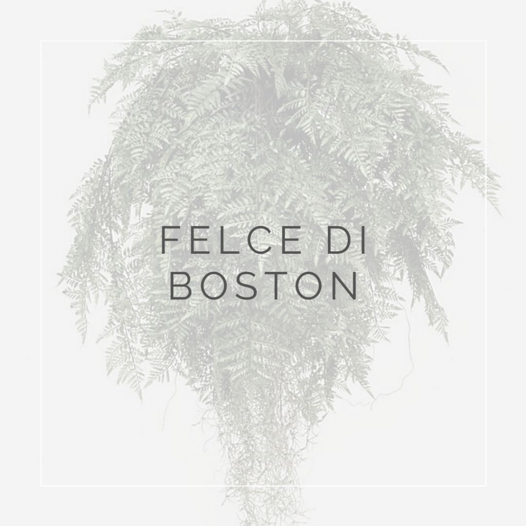 23. FELCE DI BOSTON - PLANT FOCUS