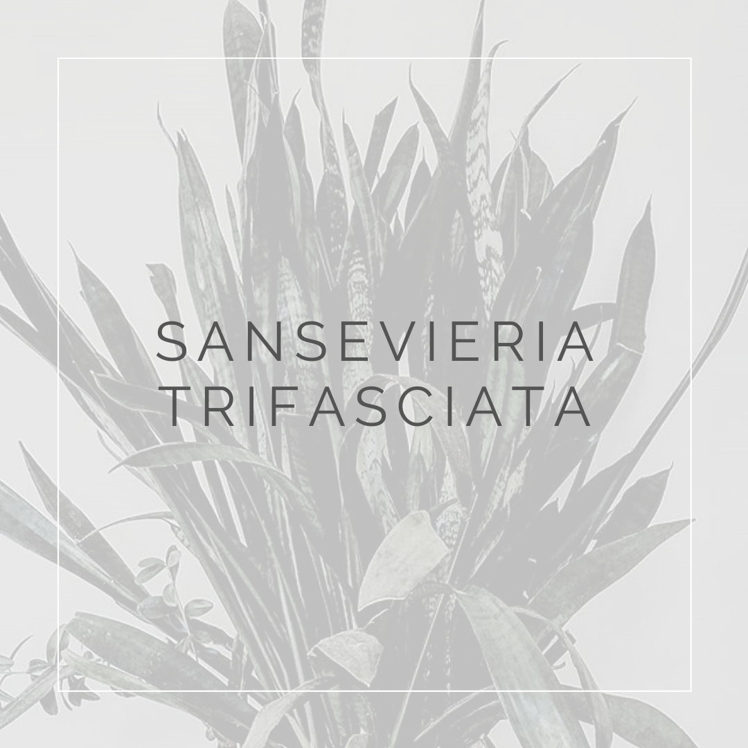 SANSEVIERIA_POST_PLANT FOCUS