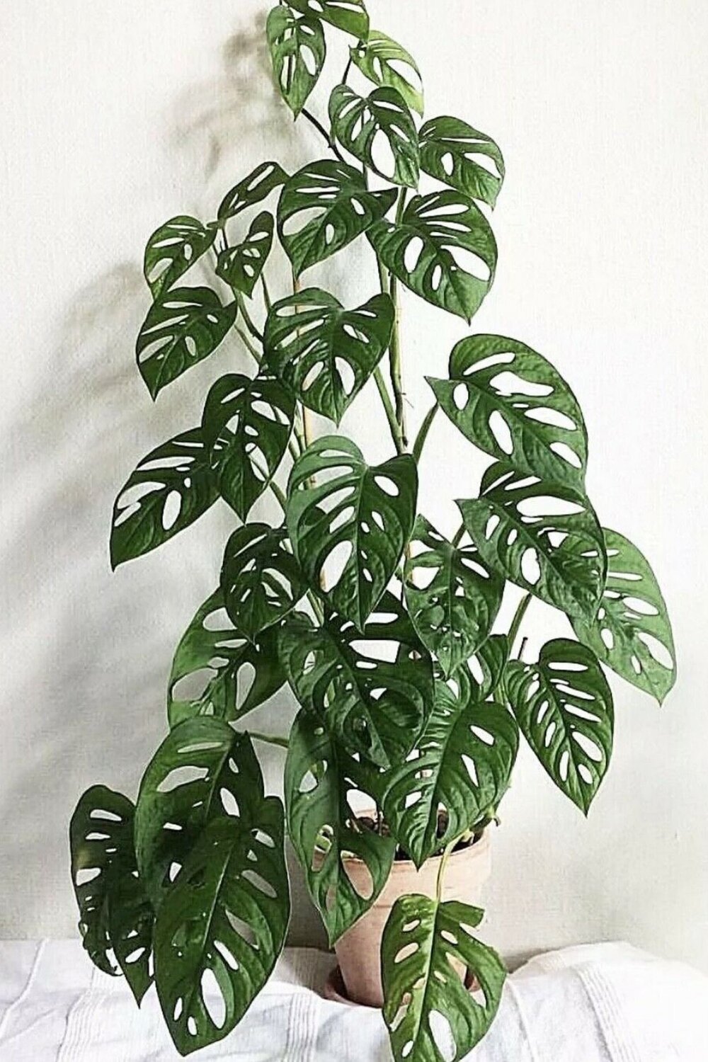 MONSTERA ADANSONII_I Giardini di Ellis