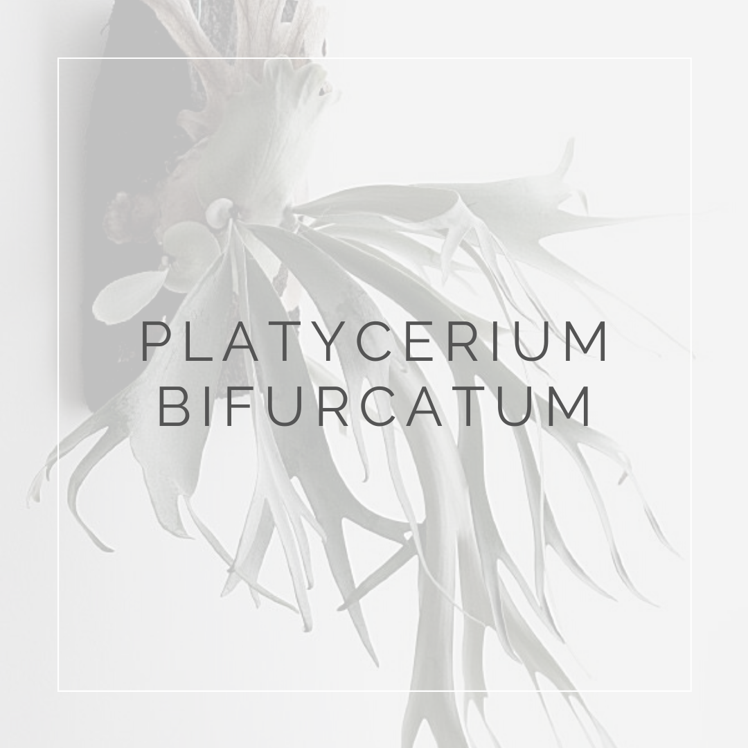 platycerium bicurcatum_i Giardini di ellis