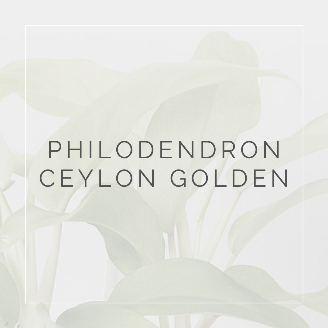 PHILODENDRON NEON_I Giardini di Ellis