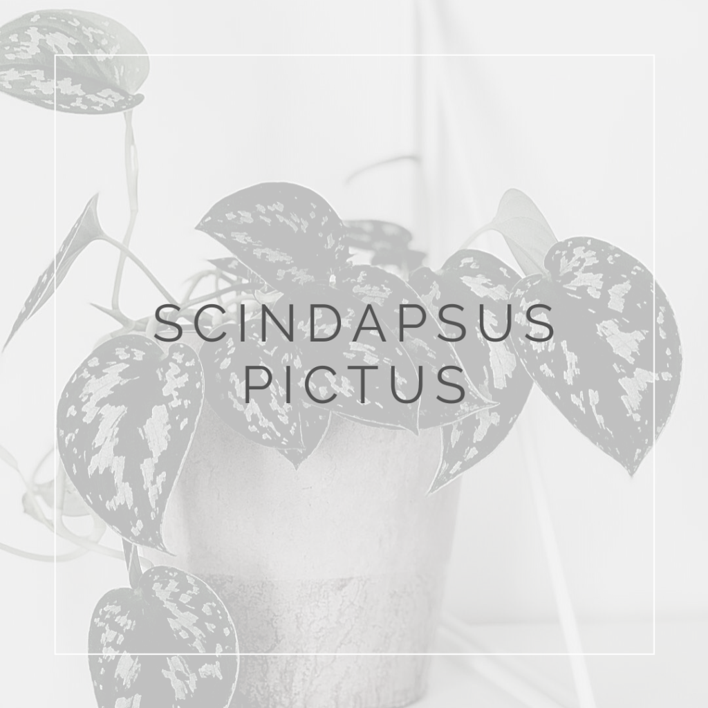 Scindapsus pictus_I Giardini di Ellis