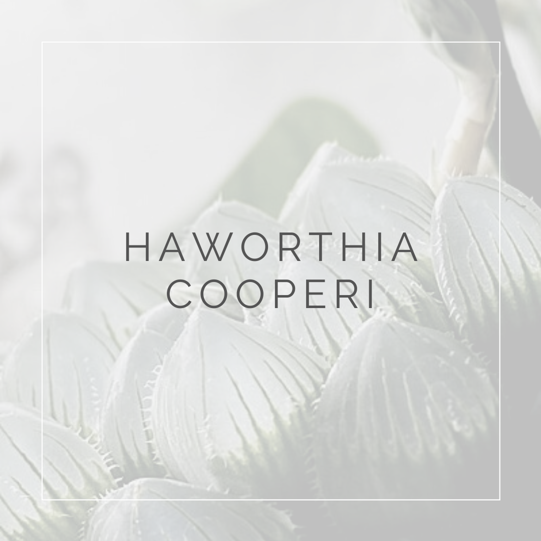 HAWORTHIA COOPERI_I Giardini di ellis