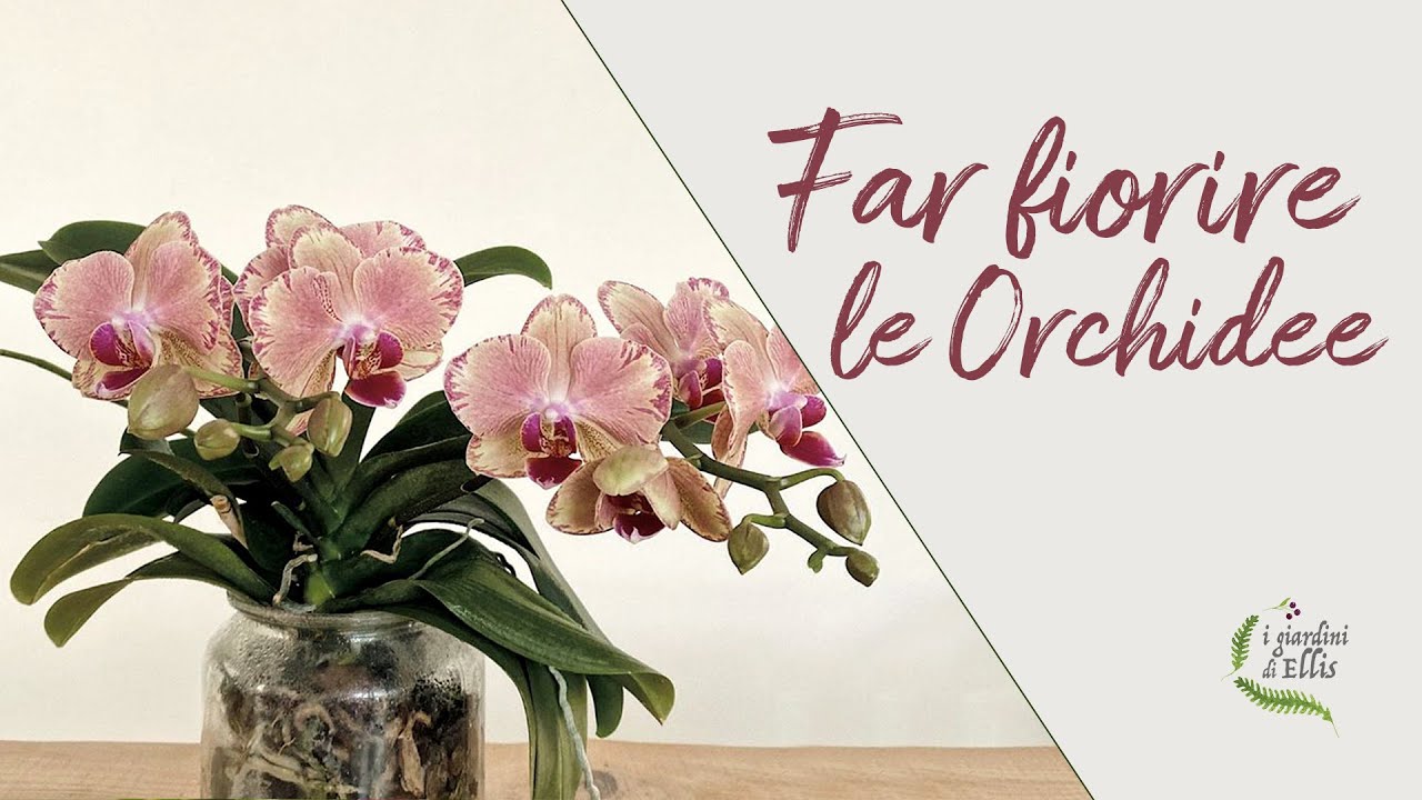 Come far rifiorire le orchidee_I Giardini di Ellis