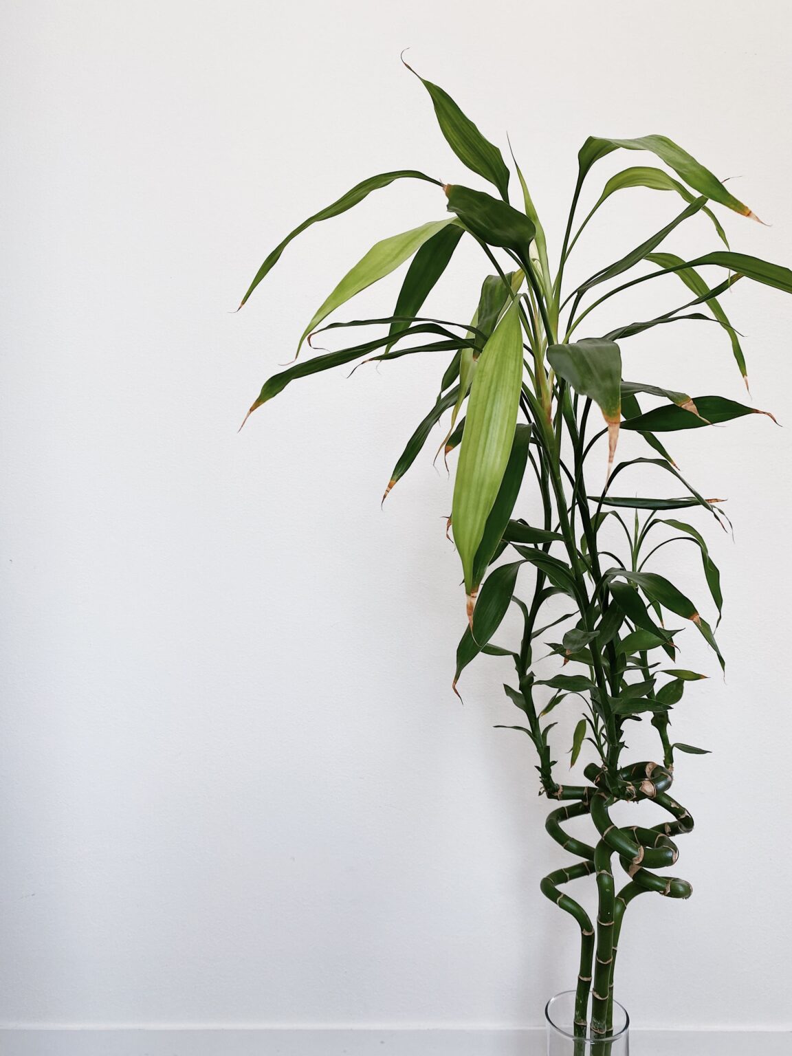 Il Bamboo della fortuna ovvero la Dracaena sanderiana, come si cura?