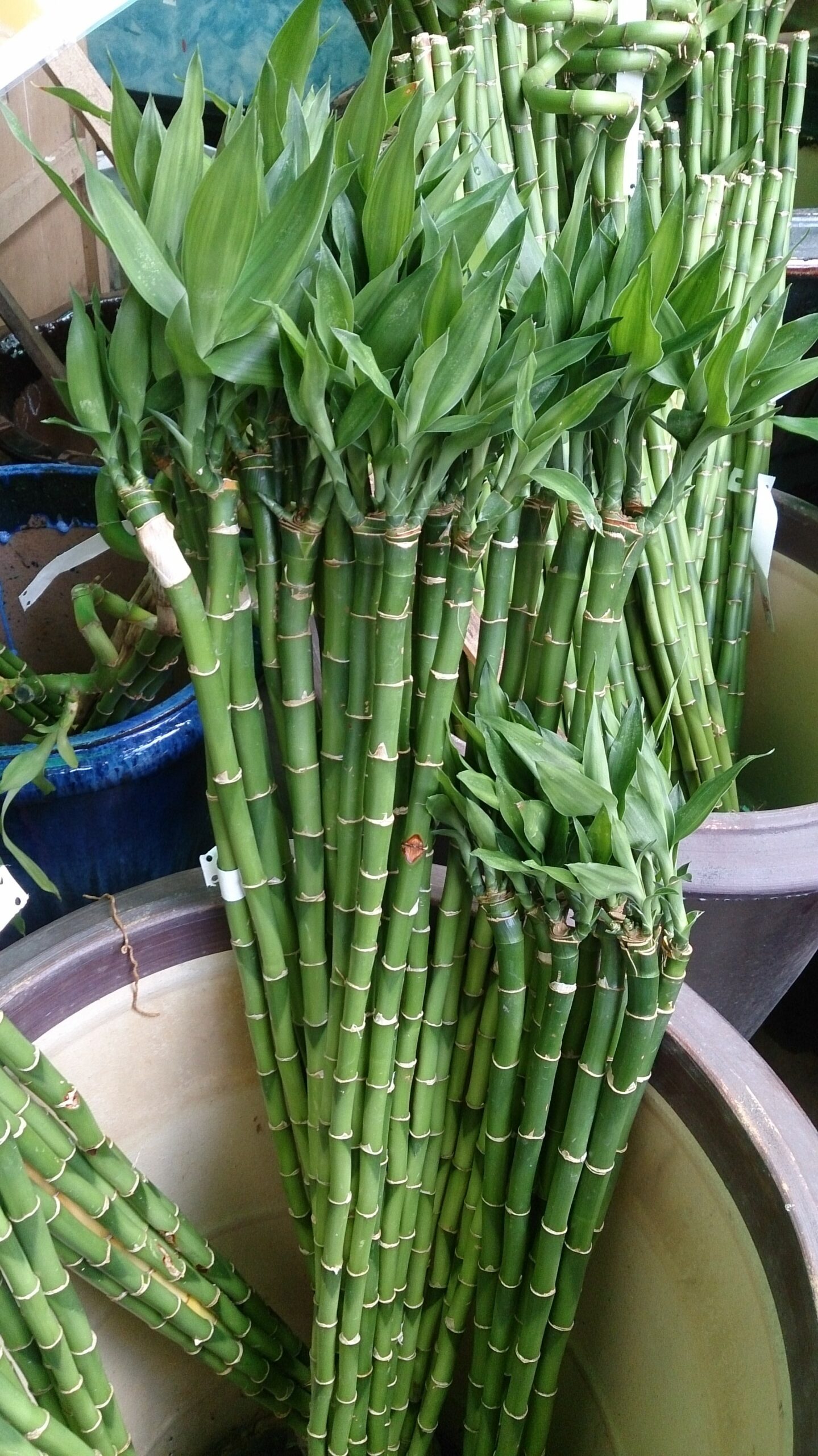 Il Bamboo della fortuna ovvero la Dracaena sanderiana, come si cura?