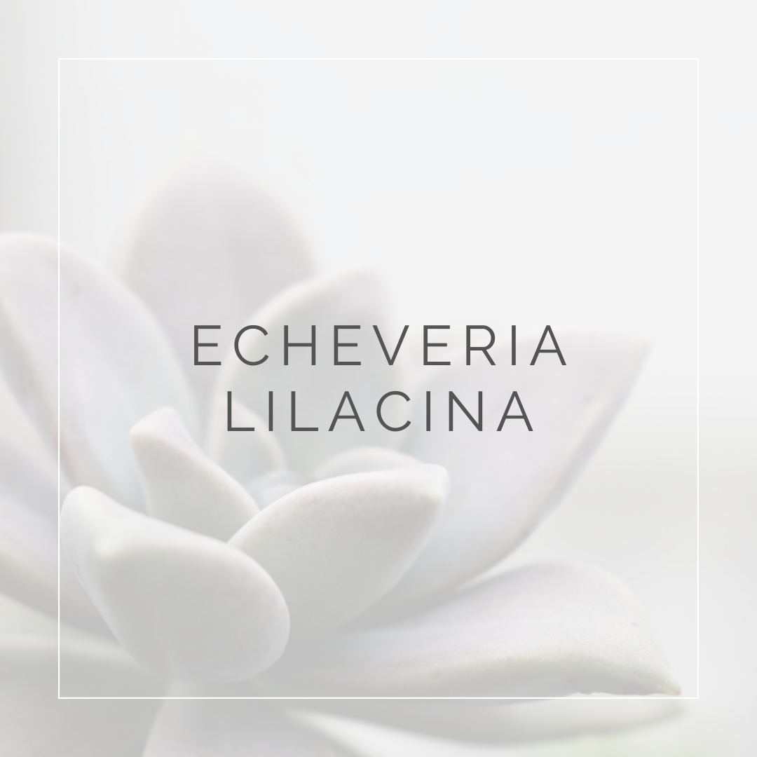 Echeveria Lilacina_I Giardini di Ellis