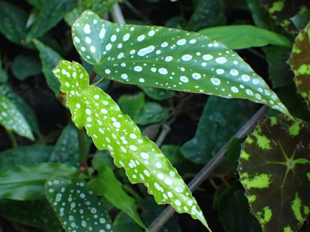 begonia maculata_I Giardini di Ellis