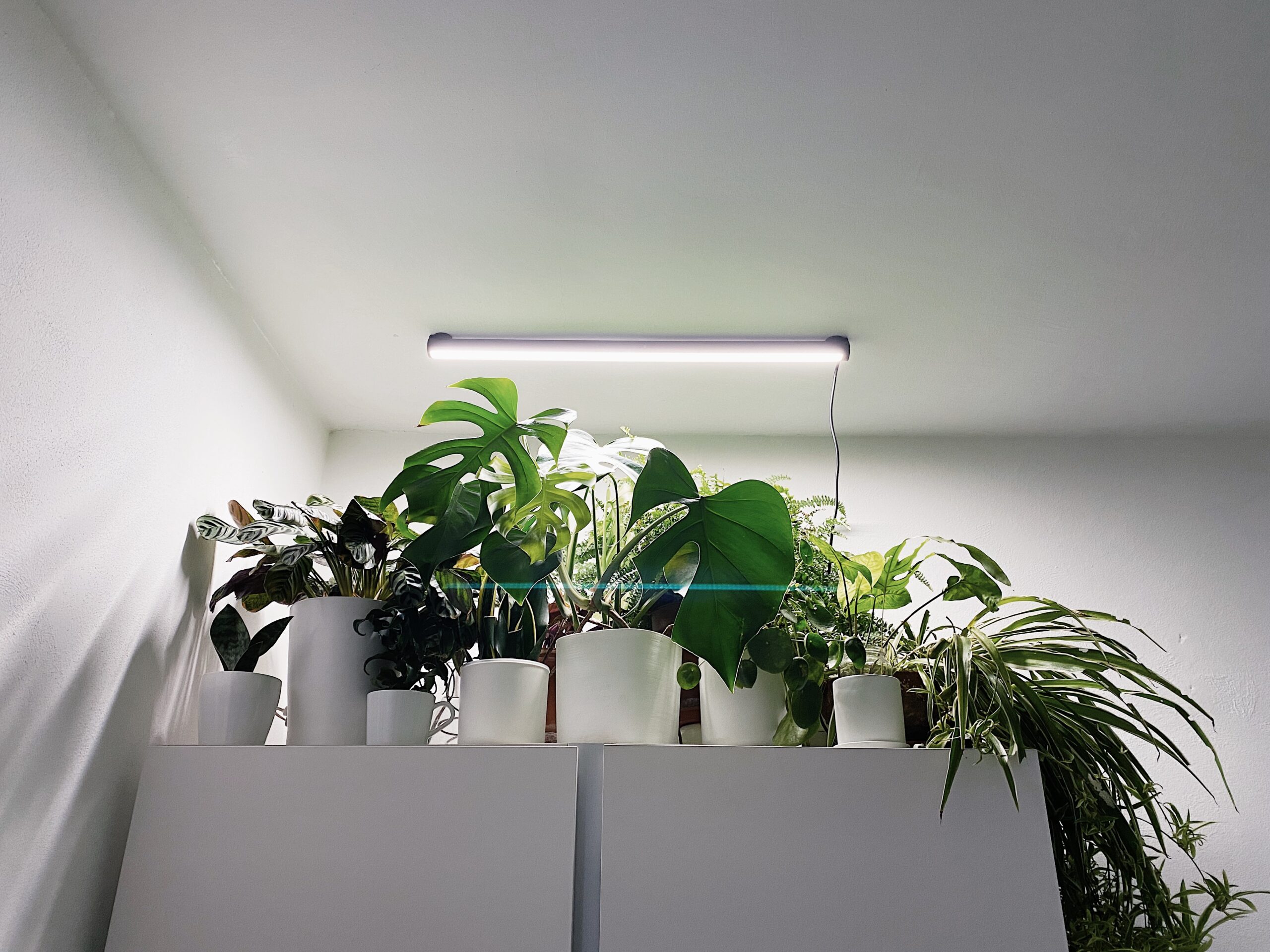 luci artificiali per piante_I Giardini di Ellis