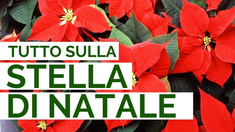 Come Curare La STELLA DI NATALE E Non Farla Morire - I Giardini Di Ellis