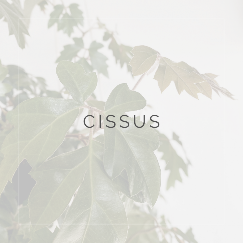 Cissus_I Giardini di Ellis