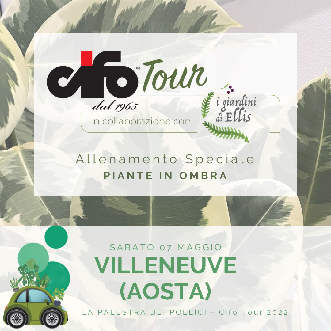 CIFO TOUR - AOSTA