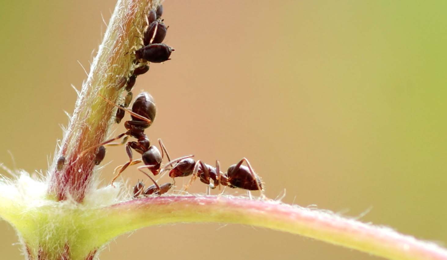Alleanza formiche e afidi